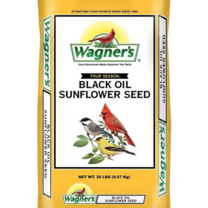 Four Season Sunflower